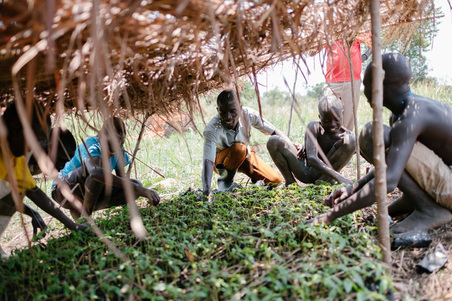 Use Ecosia to help plant trees